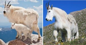 What Is the Most Likely Reason That Horses and Mountain Goats Have Hooves?