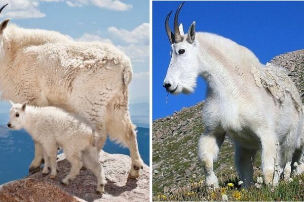 What Is the Most Likely Reason That Horses and Mountain Goats Have Hooves?