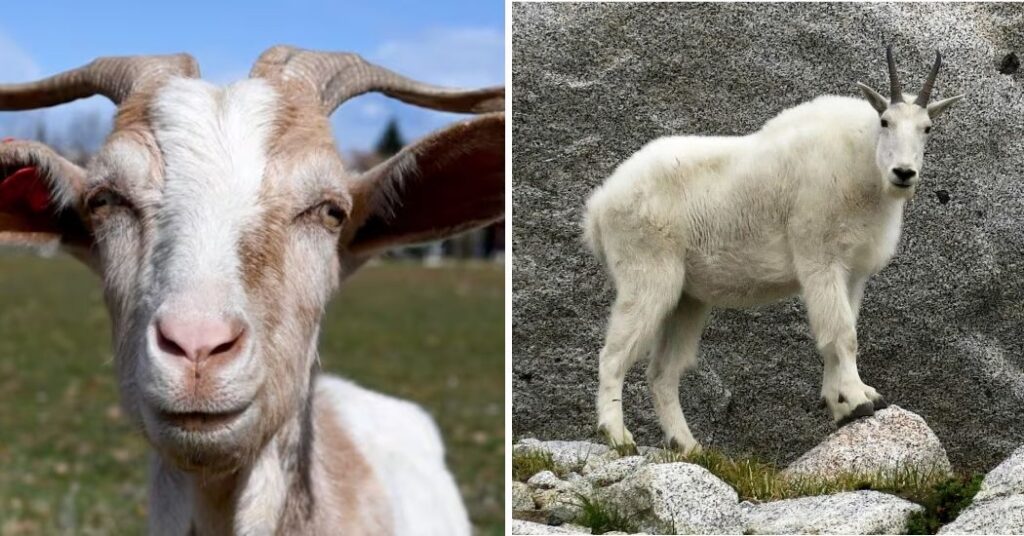 What Is the Most Likely Reason That Horses and Mountain Goats Have Hooves?