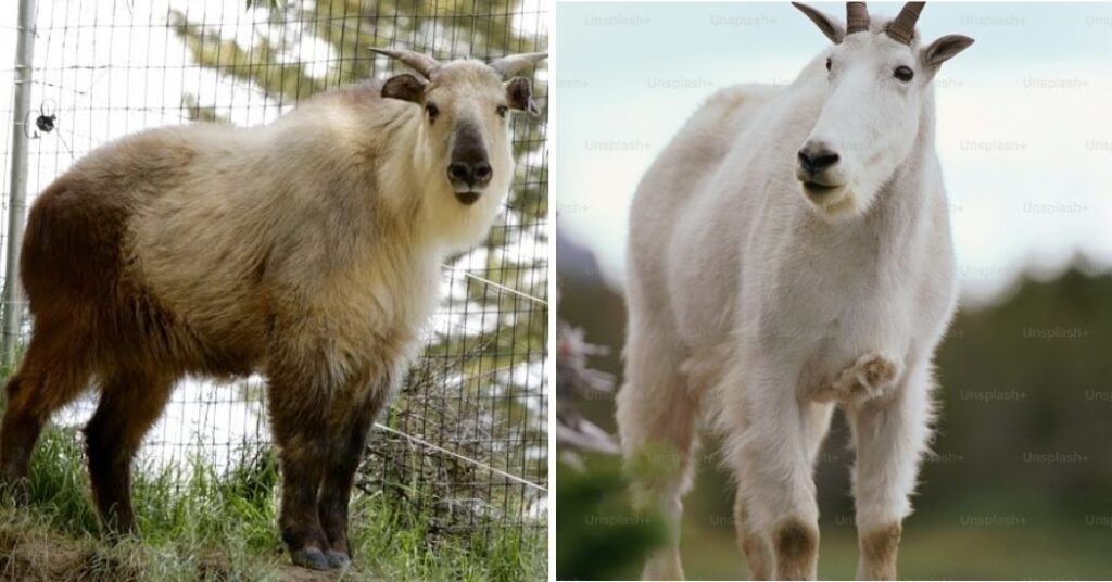 What Is the Most Likely Reason That Horses and Mountain Goats Have Hooves?